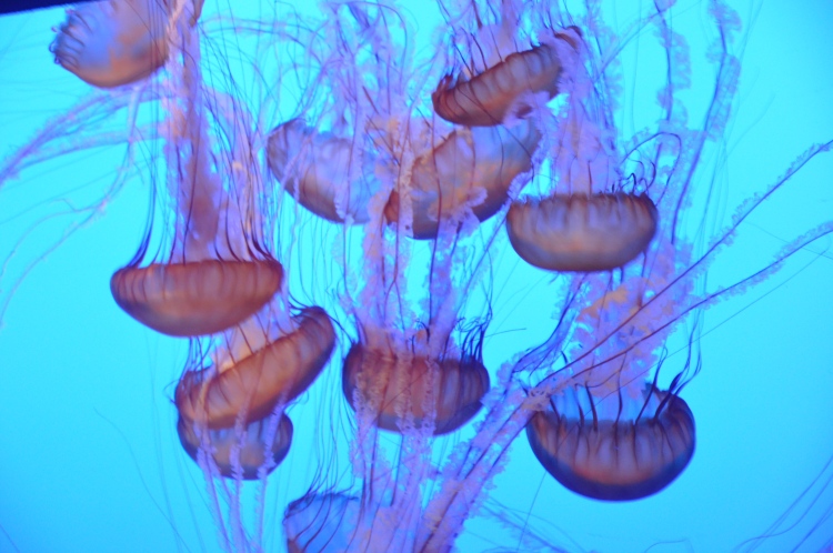Aquarium @ Monterey 2-13-12 041